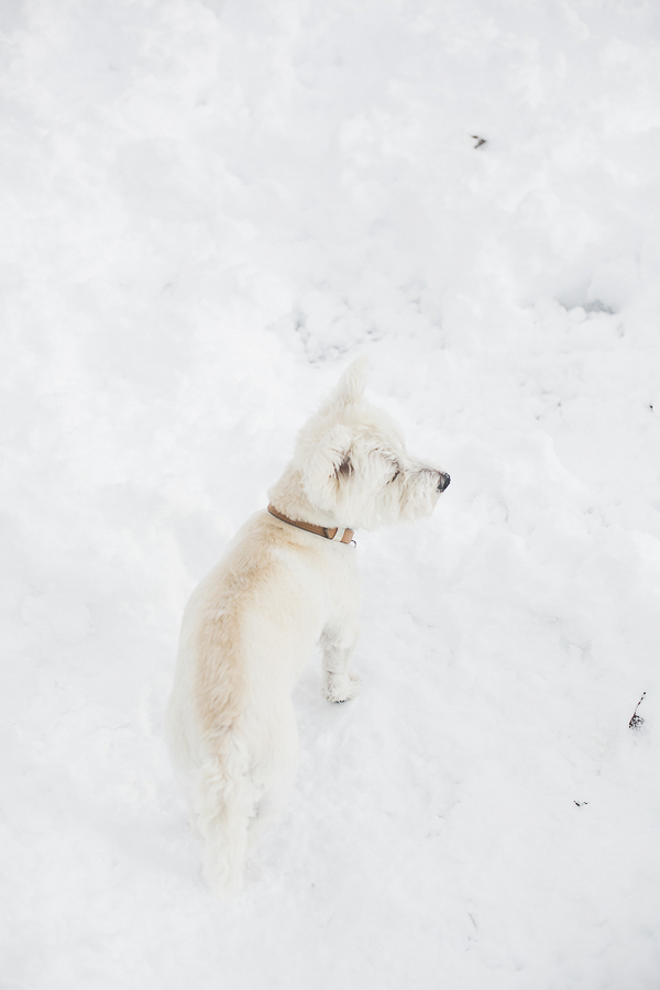 Westie in snow, small white dog standing in snow