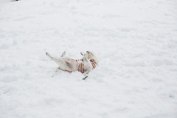 Westie rolling in snow, NC on location dog portraits