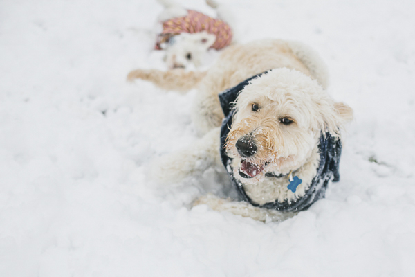 dogs rolling in the snow