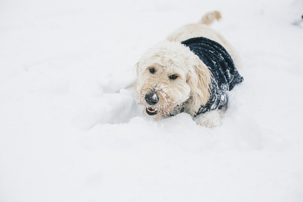 dog lying in snow, snow dog