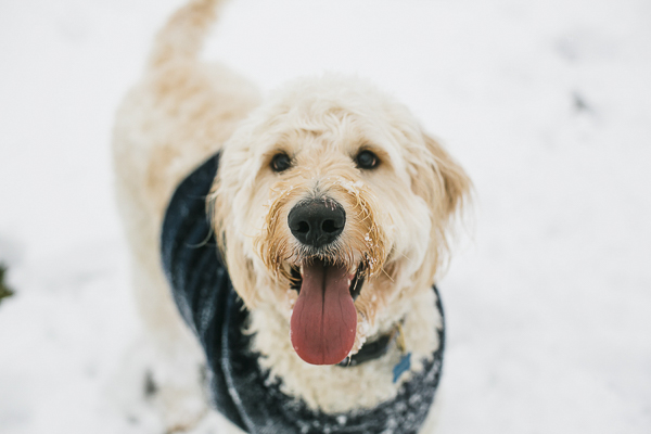 happy dog in snow, Goldendoodle with tongue out, dog portraits