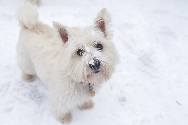 little dog with snow on nose, West Highland Terrier, winter dog portraits