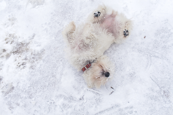 Westie rolling in the snow, dog photography