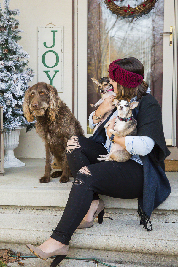 woman holding 2 Chihuahuas and sitting with Labradoodle, foster dog