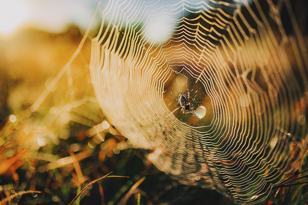 spider web at sunrise