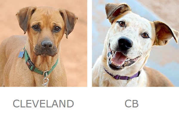 Adoptable dogs Best Friends Animal Sanctuary