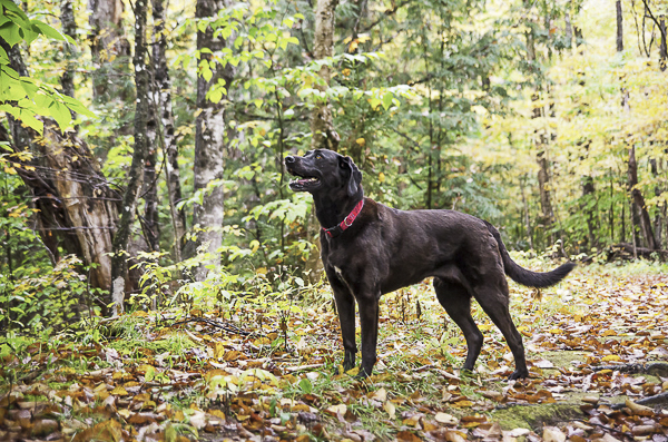 dog in woods, on location pet photography, MA dog photographer