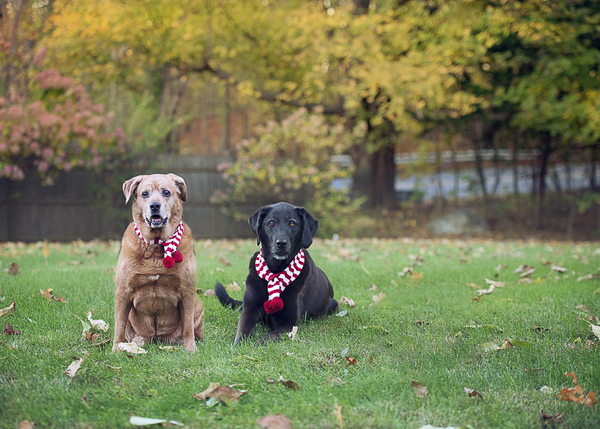 senior Golden Retriever mix and Black Lab wearing red white scarves, on location pet photography