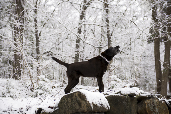 Winter dog portraits, Black Lab wearing white, black collar, barking, winter woods
