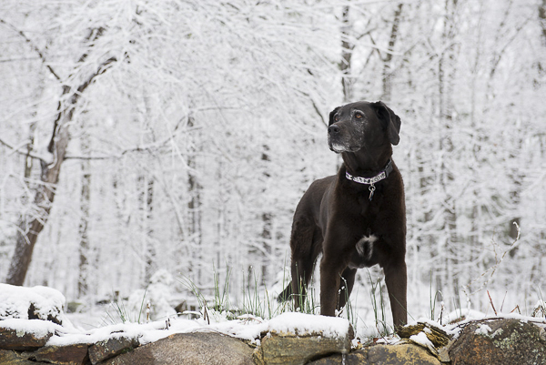 Black Lab standing in snowy woods, on location pet photography