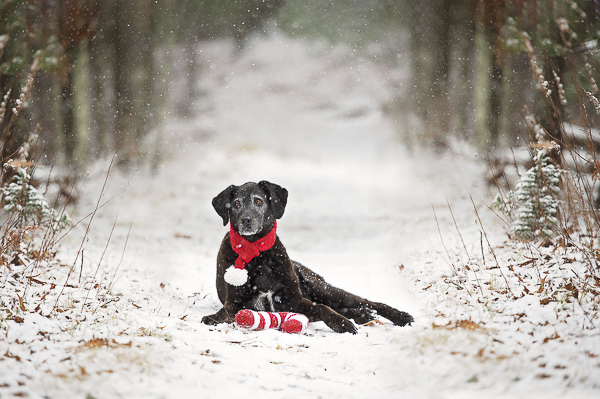 holiday dog photos, Black lab lying in snow in the woods, candy cane toy, red scarf