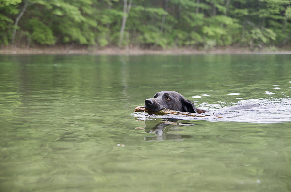 Black Lab swimming with stick in her mouth, on location dog portraits