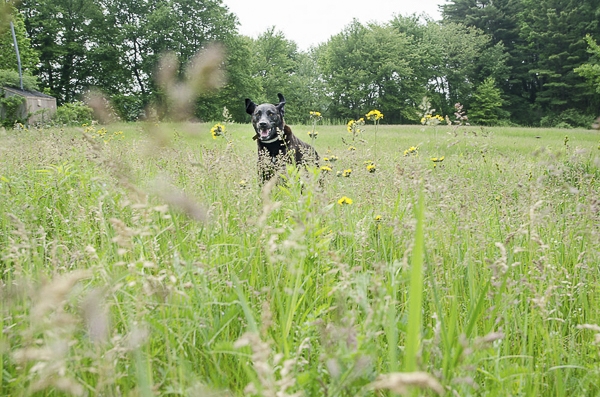 dog running through field, on location dog photography, summer dog portraits