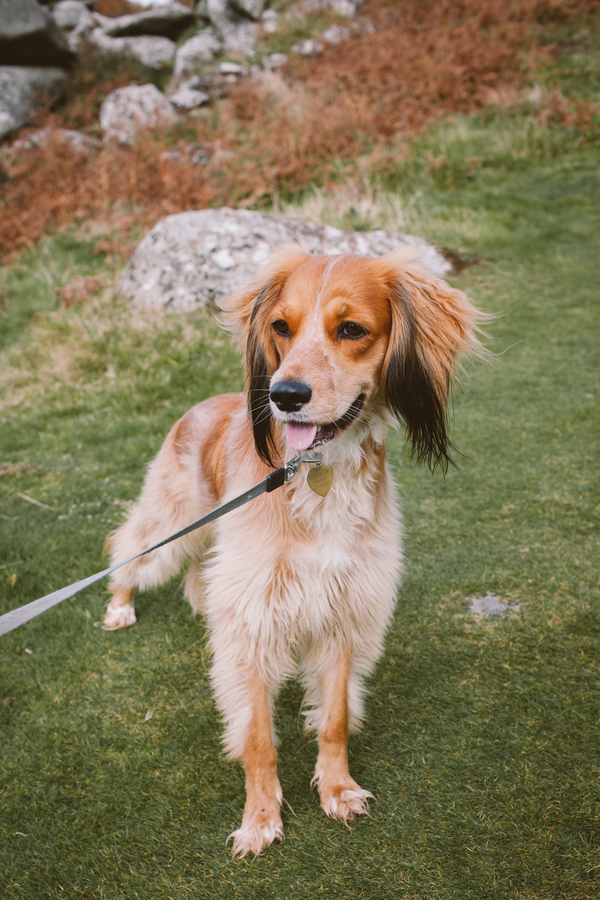 brown rescue dog on leash, 