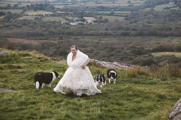 bride and border collies walking up hill, Cornwall, UK