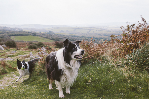 Border Collie, lifestyle dog photography, UK countryside