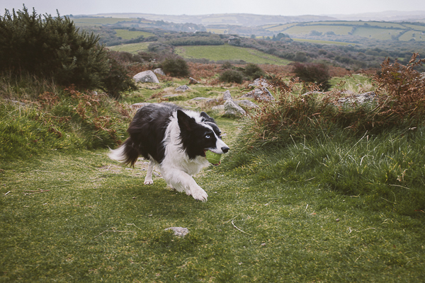 Border Collie walking up hill with tennis ball, gorgeous Cornwall landscape