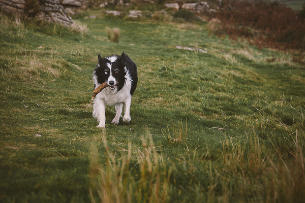 dog running down hill, beautiful British landscape, Cornwall, Hellman Tor