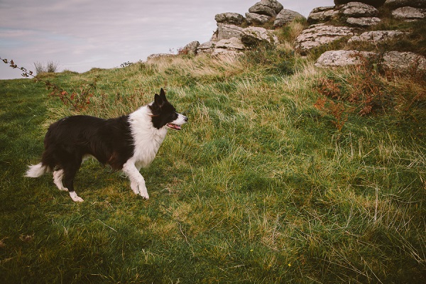 Border collie, grass, rock outcrop