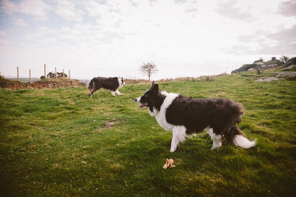 Border Collies in field, UK