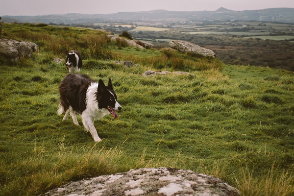 Border collies running on grassy terrace, Cornwall, UK