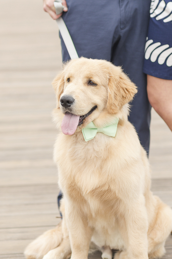 Engaging Tails Luke The Golden Retriever Daily Dog Tag