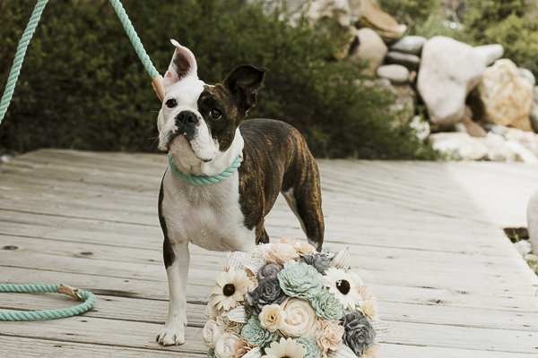 Mixed breed wearing green rope leash and collar, wedding bouquet, ©Elements of Light Photography