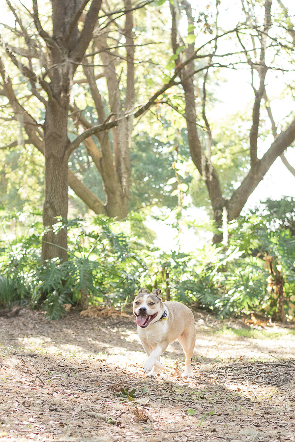 happy mixed breed running on trail, Central Florida lifestyle dog photography