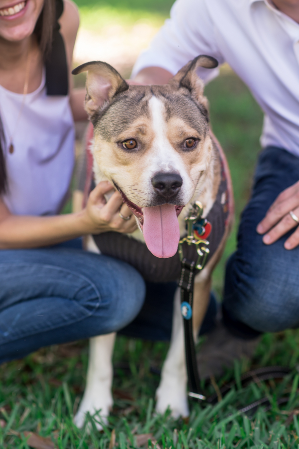 adorable adopted dog, ©Corner House Photography | Central Florida lifestyle dog photographer