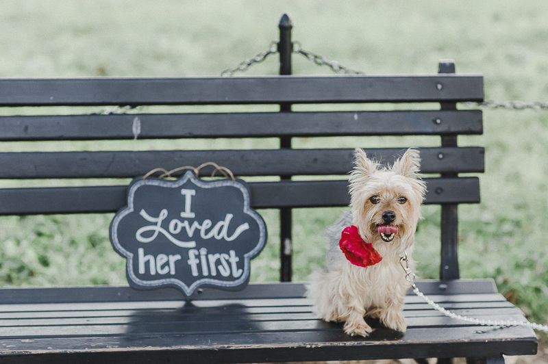 Yorkshire Terrier on park bench with "I Loved Her First" sign, ©M Harris Studios | DC Engagement pictures with Yorkie