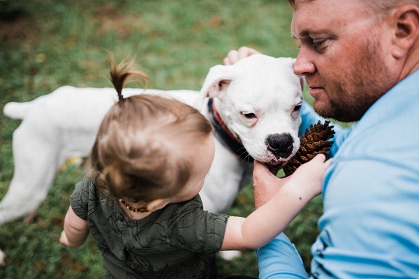 dad looking at toddler daughter playing with Boxer, end of life session with dog with canine cancer