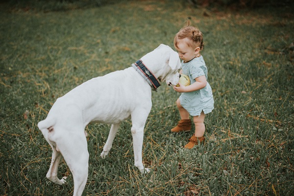 White boxer and toddler with ball, end of life photos, ©Love Mary Beth Photography | Panama City, documentary dog photography