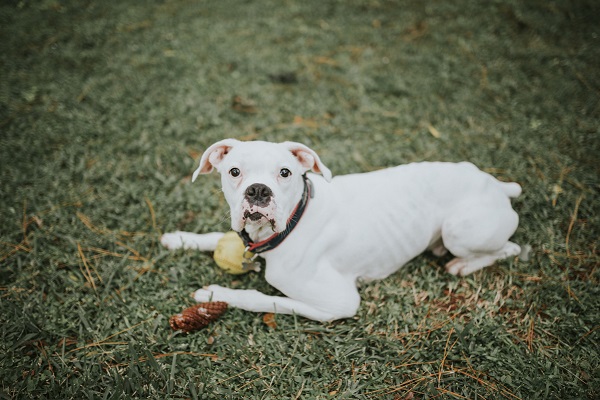 White Boxer, end of life session with dog, canine lymphoma