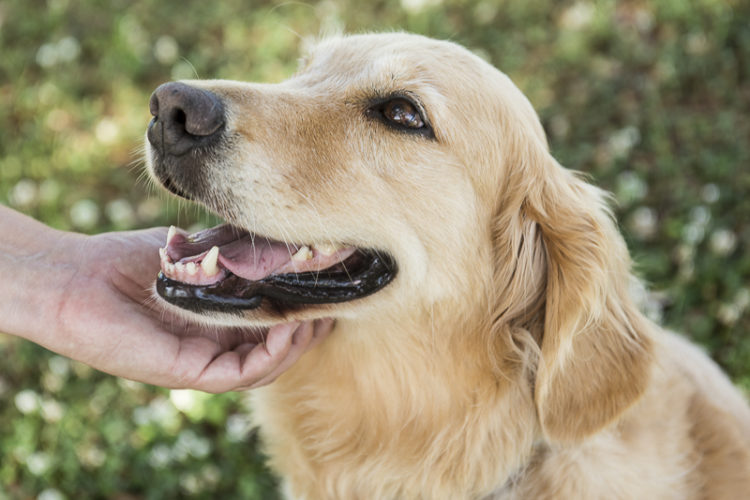 Why You Should Take Professional Pictures Of Your Dog - Daily Dog Tag