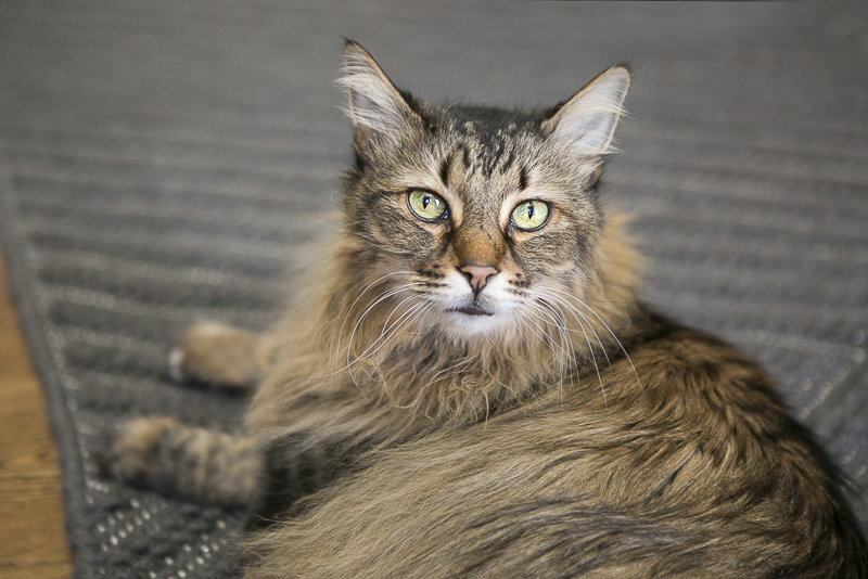 Caturday, lovely long haired cat, ©Mandy Whitley Photography | Nashville pet photographer