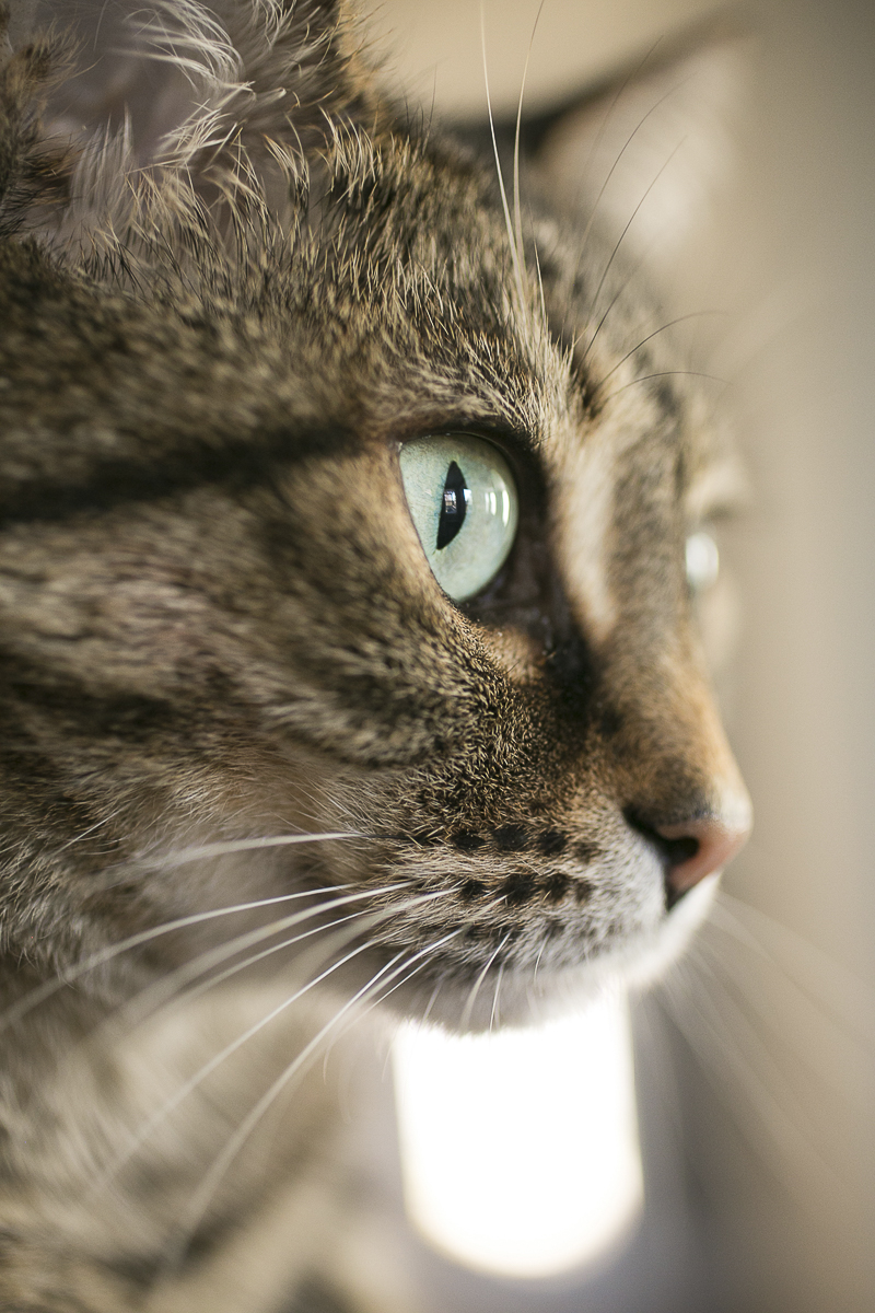 Caturday, pet portraits by Mandy Whitley Photography