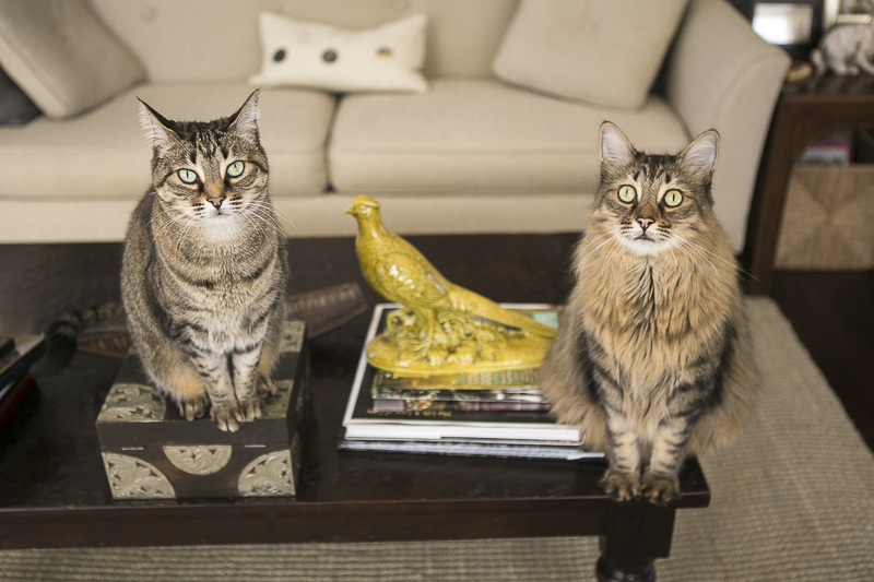 tabby cats on coffee table, lifestyle cat photography ideas, 