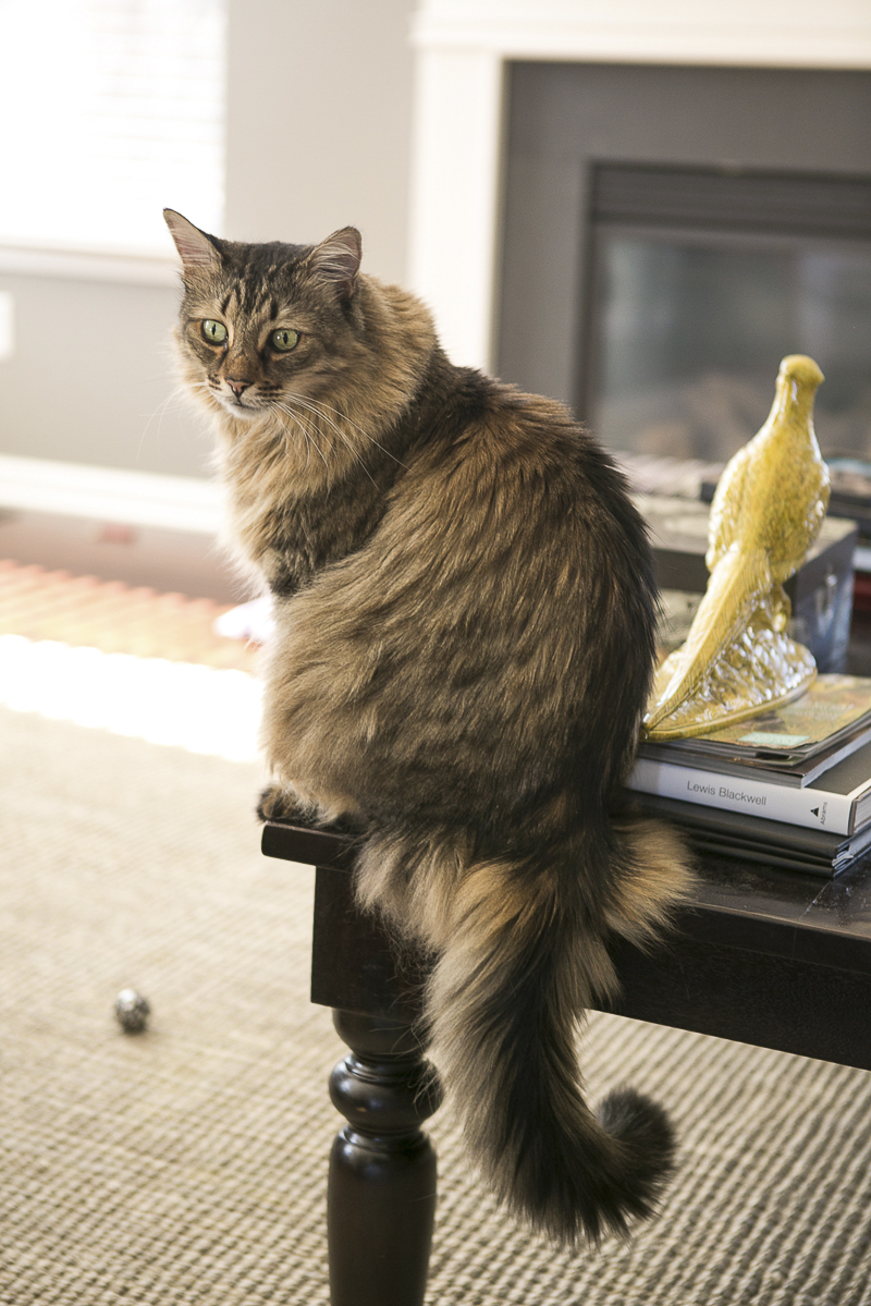 beautiful long haired cat on coffee table, lifestyle cat portraits, ©Mandy Whitley Photography | Nashville cat photographer