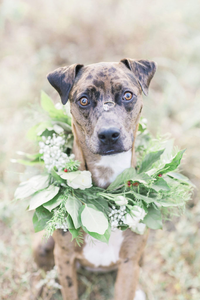 Engaging Tails: Nala the Aussie-Lab Mix - Daily Dog Tag