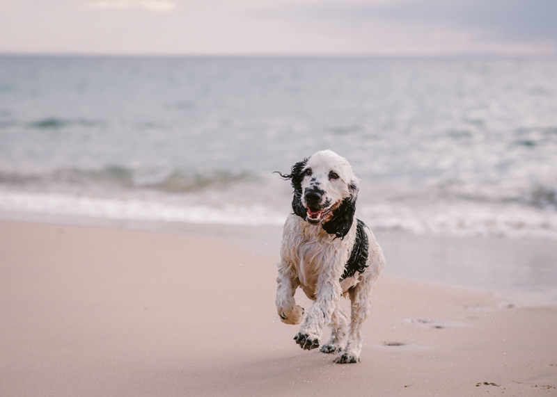 beach dog, sunrise dog photography photos, Cocker Spaniel on the beach, ©Bitsa Bernard Photography | Adelaide, lifestyle dog photography