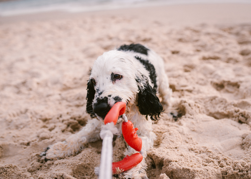 Cocker Spaniel chewing on toy at the beach, ©Bitsa Bernard Photography | Adelaide, lifestyle dog photography