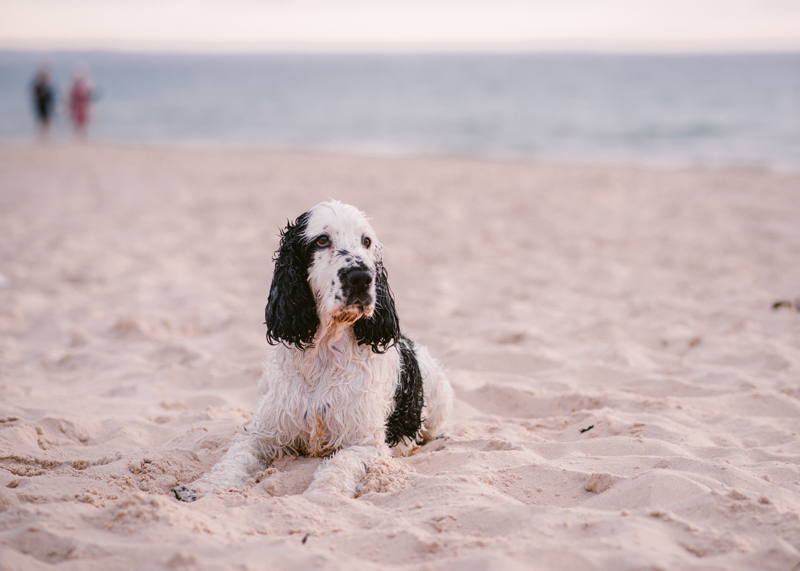 Black and white Cocker Spaniel lying on the sand, ©Bitsa Bernard Photography | Adelaide, lifestyle dog photography