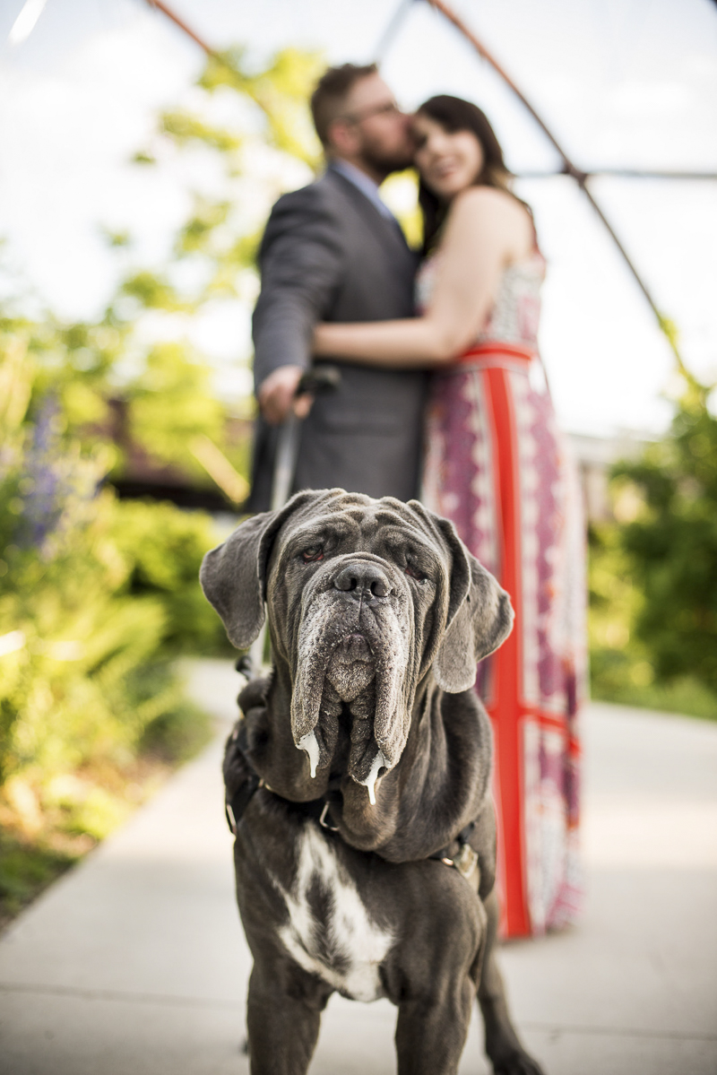 Engaging Tails: Maddalena the Neapolitan Mastiff - Daily Dog Tag