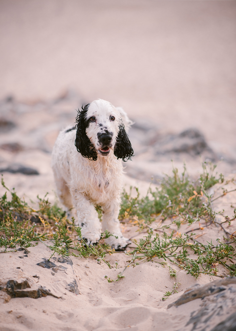 wet black and white Cocker Spaniel on beach, Adelaide lifestyle dog photography, © Bitsa Bernard Photography