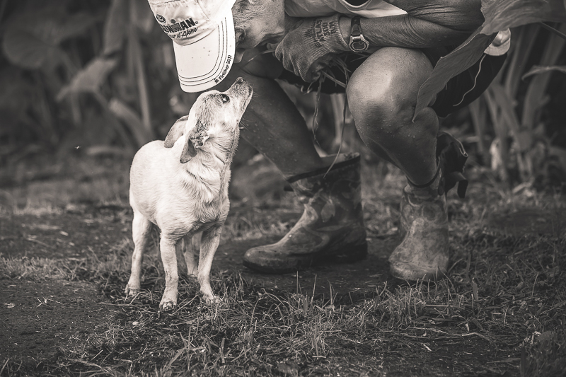 touching moment between dog and human | ©Amanda Emmes Photography | Hawaii lifestyle photographer