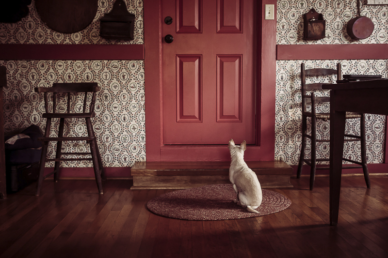 White Chihuahua waiting for red door to open, ©Amanda Emmes Photography | Oahu, Hawaii dog photography