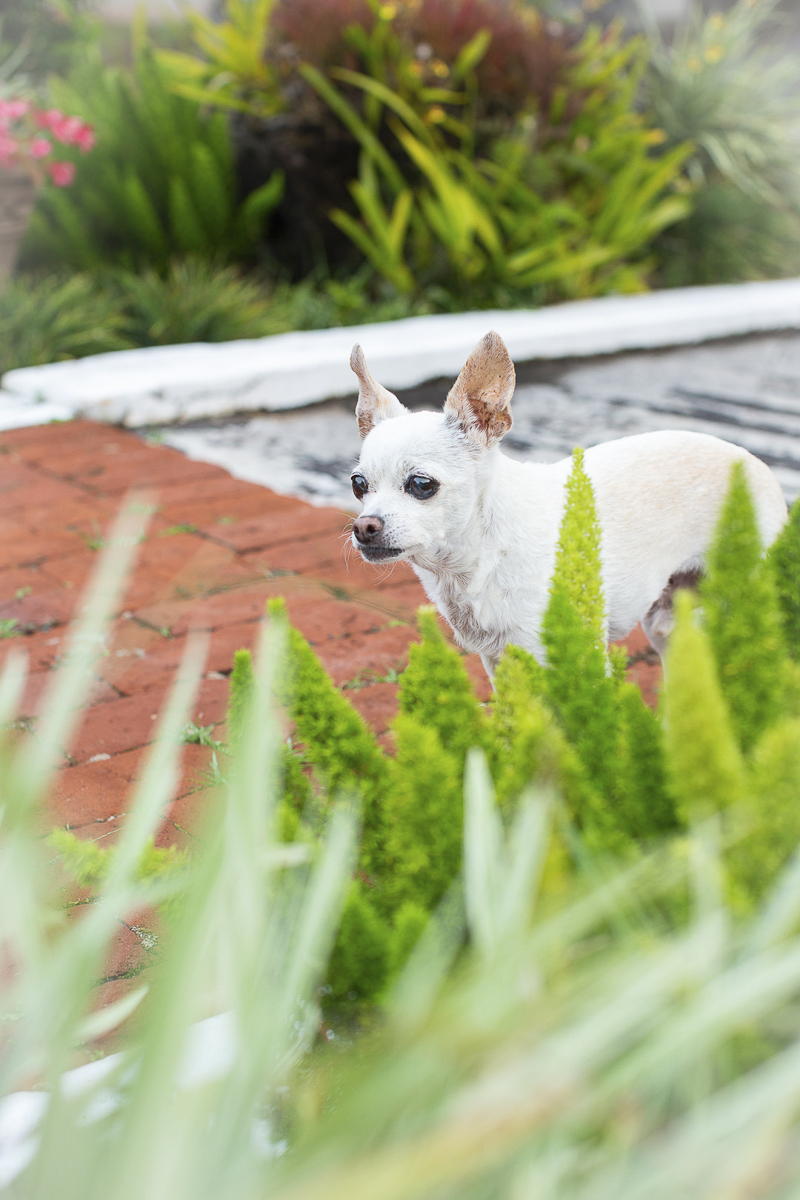 senior Chi walking down brick path, ©Amanda Emmes Photography | Oahu, Hawaii dog photography