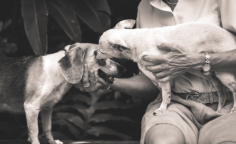 senior dogs, Chi licking beagles face | ©Amanda Emmes Photography | environmental dog photography