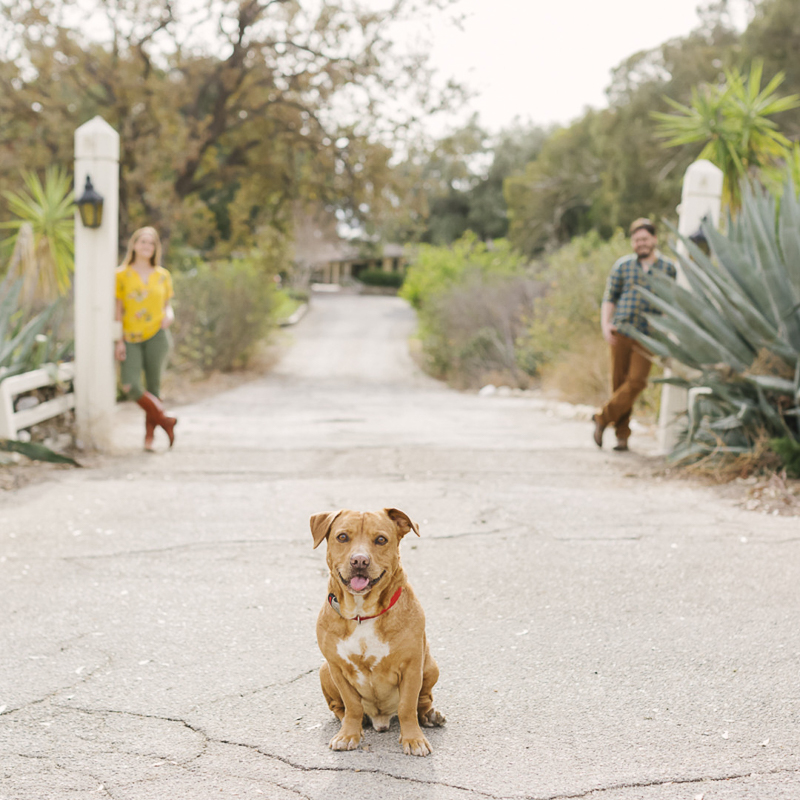 Dog friendly engagement session, Calabasas, CA ©Aurelia D'Amore Photography | ideas for engagement photos for dogs