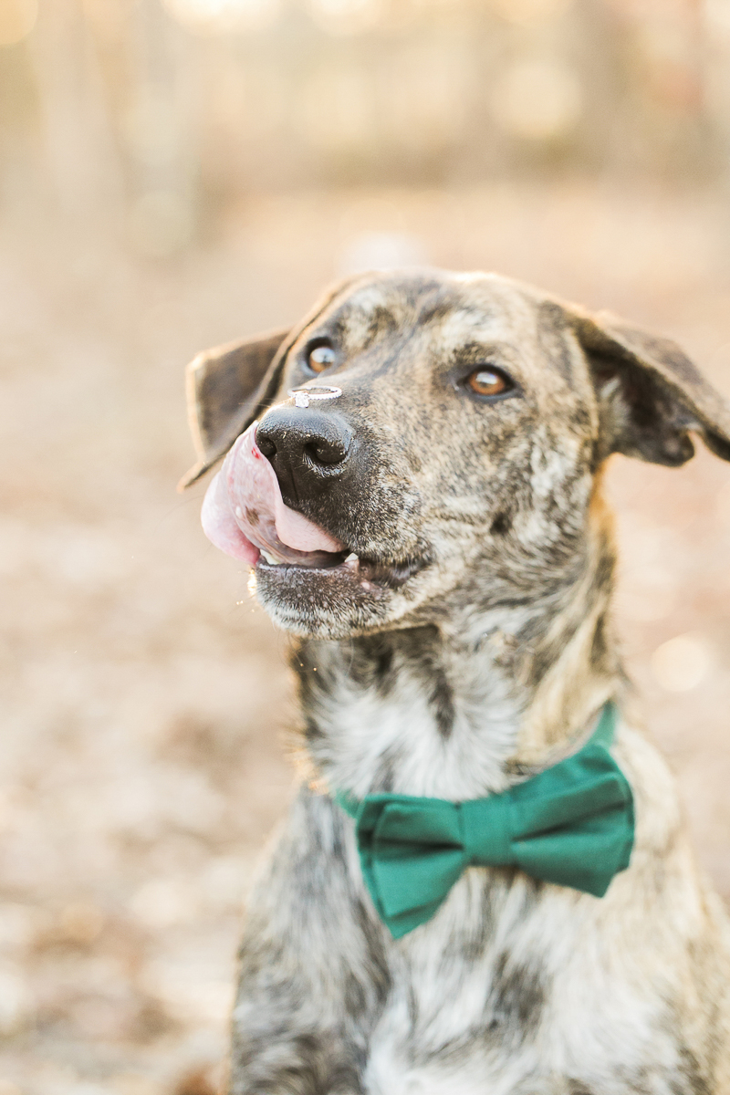 handsome dog with tongue out, ©Sidney Leigh Photography | dog friendly engagement session